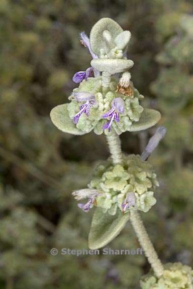 ballota pseudodictamnus 2 graphic